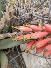 Aloe claviflora