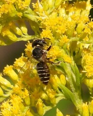 Megachile rotundata