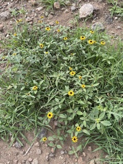 Sanvitalia procumbens