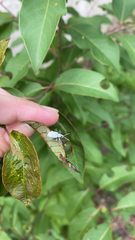 Myllocerus undecimpustulatus