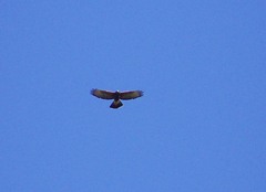 Parabuteo unicinctus