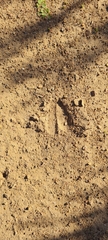 Sylvicapra grimmia