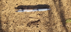 Sylvicapra grimmia