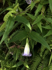 Tripterospermum lanceolatum