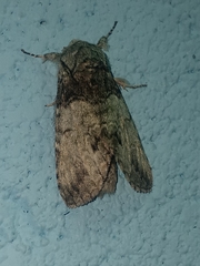 Macrurocampa marthesia