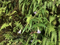 Tripterospermum lanceolatum