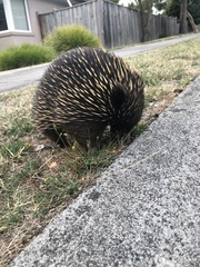 Tachyglossus aculeatus