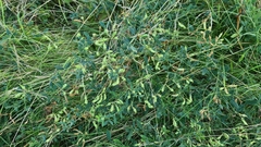 Lathyrus tuberosus