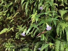 Tripterospermum lanceolatum