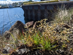 Cerastium glomeratum