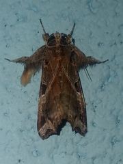 Callopistria floridensis