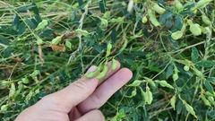 Lathyrus tuberosus