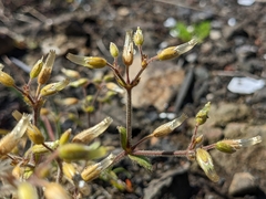Cerastium glomeratum