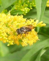 Coelioxys octodentatus