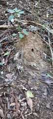 Myrmecia nigrocincta