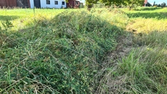 Lathyrus tuberosus