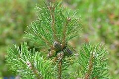 Pinus mugo