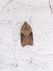 Acleris laterana