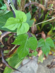 Ipomoea hederacea