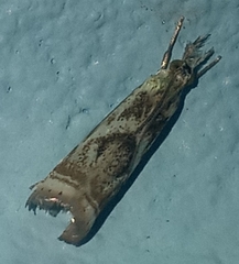 Microcrambus elegans