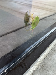 Pterophylla camellifolia