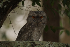 Podargus strigoides