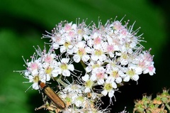 Spiraea formosana