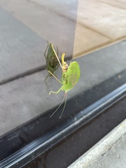 Pterophylla camellifolia