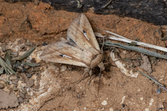 Mythimna decisissima