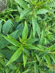 Lysimachia clethroides