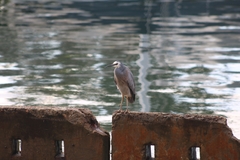 Egretta novaehollandiae