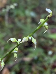 Persicaria virginiana