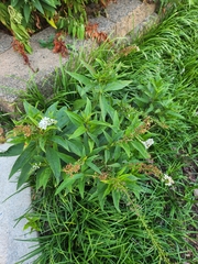 Lysimachia clethroides