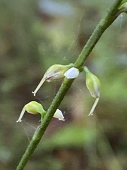 Persicaria virginiana