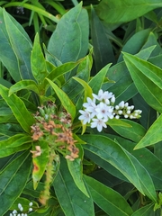 Lysimachia clethroides