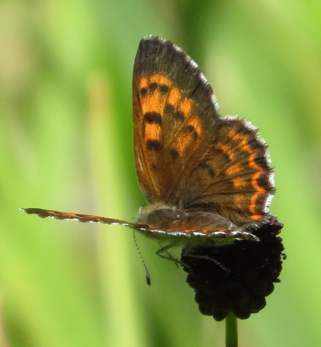 Mariposa Copper