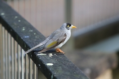 Manorina melanocephala