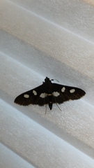 Desmia