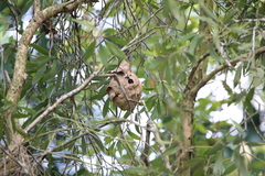 Vespa affinis