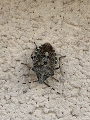 Rhaphigaster nebulosa