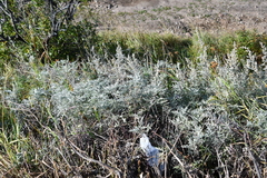 Artemisia messerschmidtiana