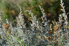 Artemisia messerschmidtiana