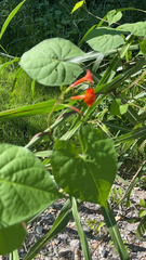 Ipomoea coccinea