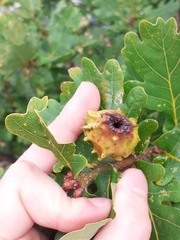 Andricus quercuscalicis