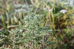 Artemisia gmelinii