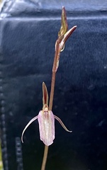 Cyrtostylis reniformis
