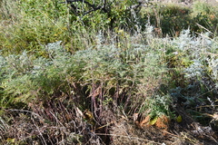 Artemisia gmelinii