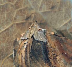 Trachonitis cristella