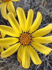 Gazania