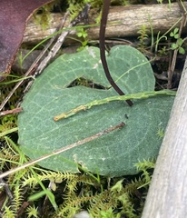 Cyrtostylis reniformis